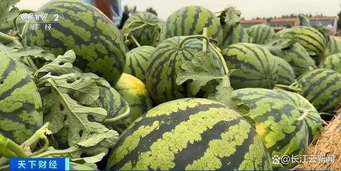 山东两位网红吃瓜,山东网红挑战“极限吃瓜”大比拼